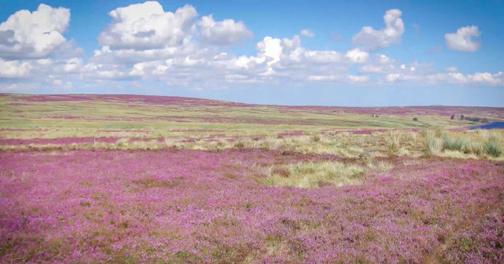 heather covered hills in the Durham Dales